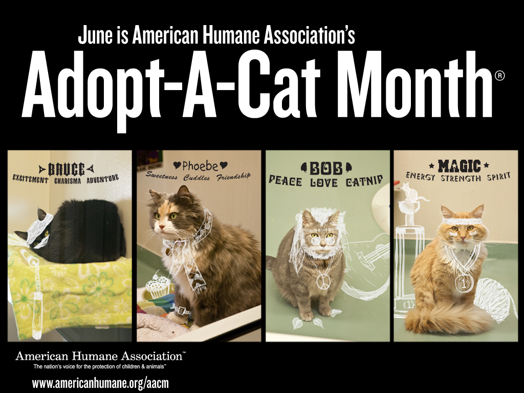 Adopt-A-Cat Month® - American Humane - American Humane