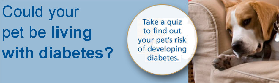 Pet Diabetes Month - 4paws