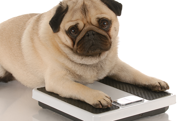Pet Obesity Dog On Scale