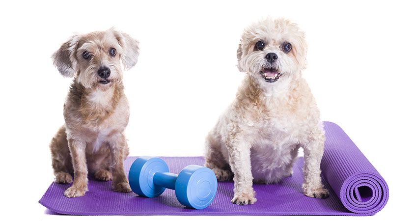 Why Exercising Your Dog Is Important