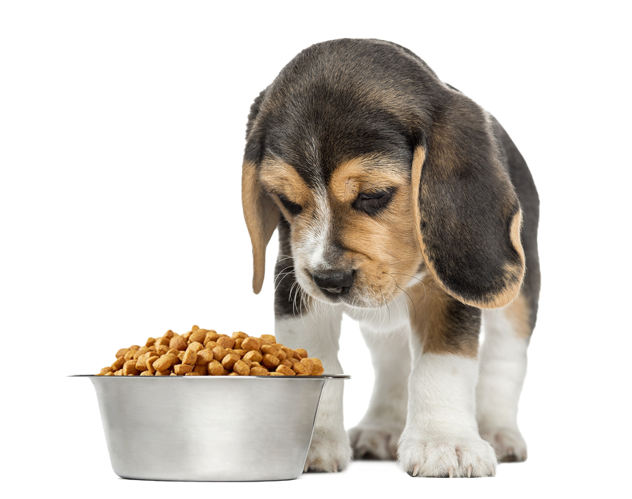 puppy with dog bowl dog food