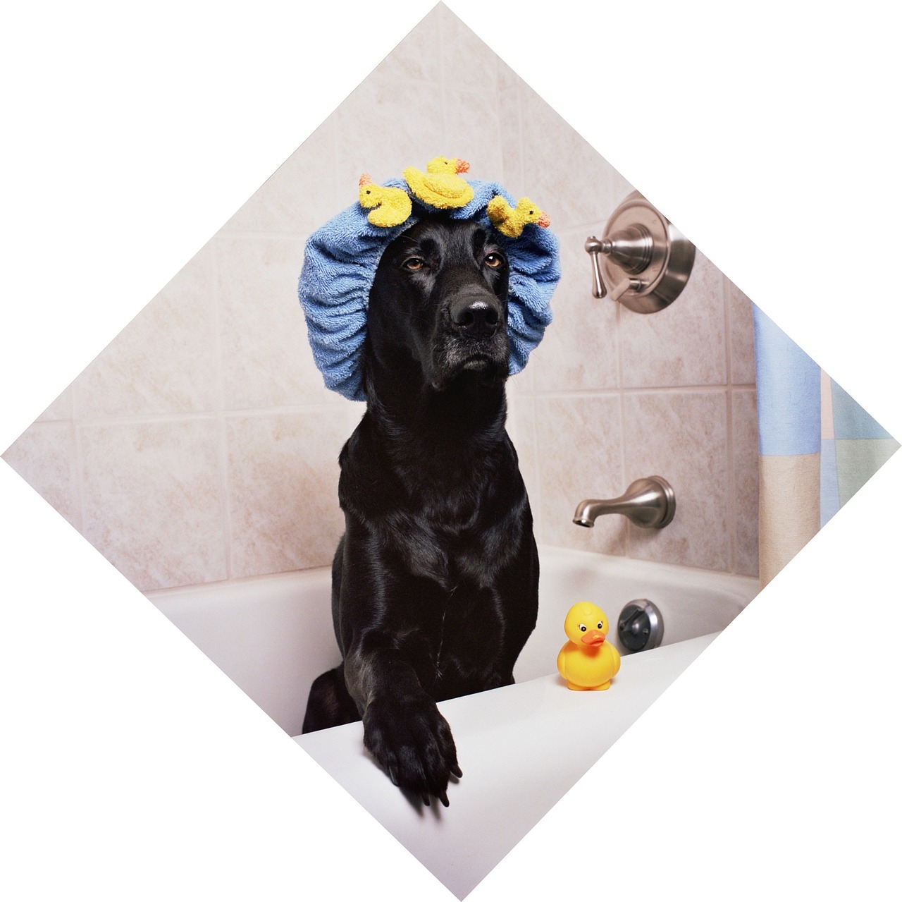 dog in a bath with rubber ducks