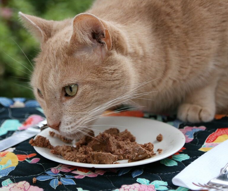 cat eating wet cat food on a table
