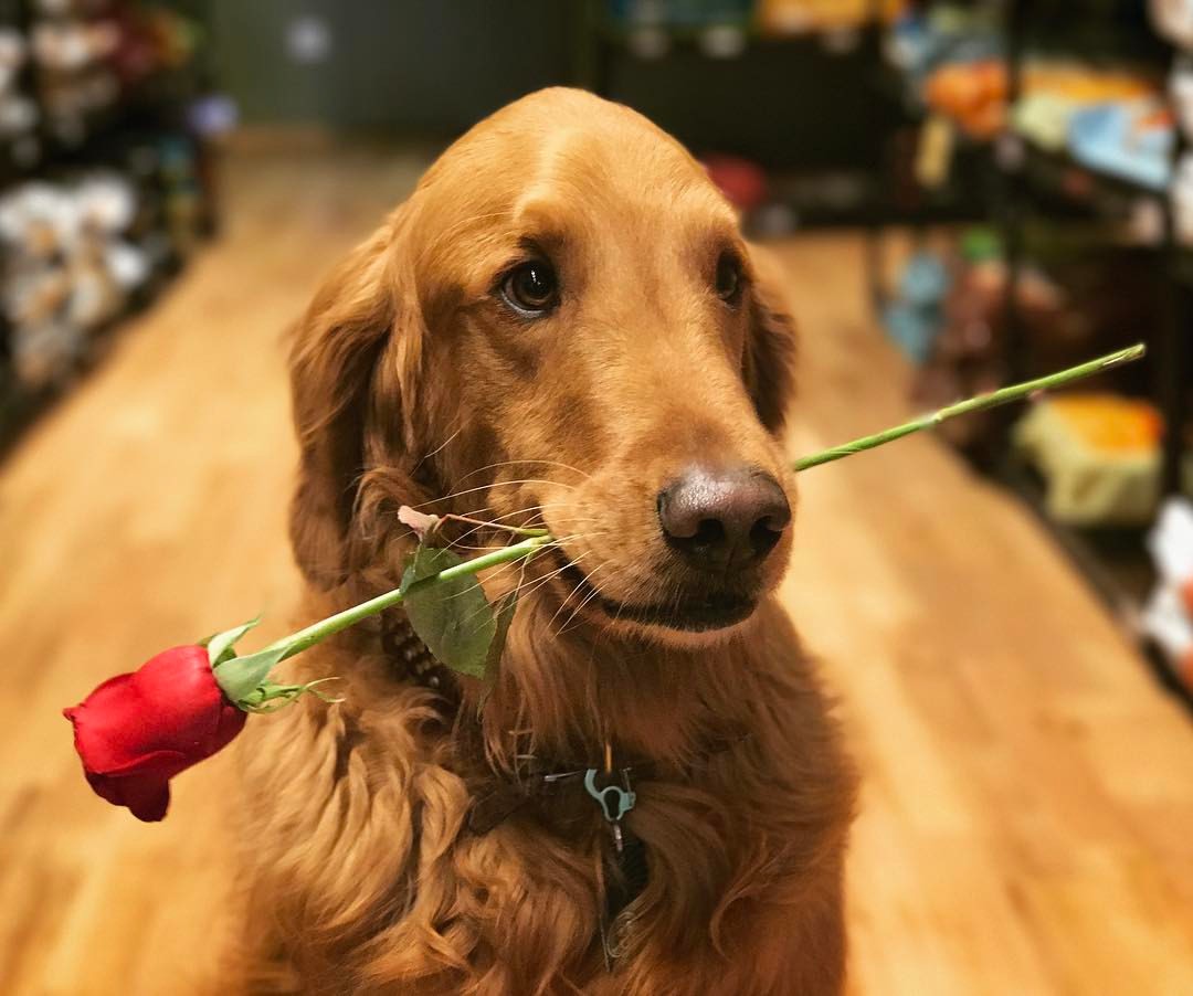 walter with a rose in his mouth