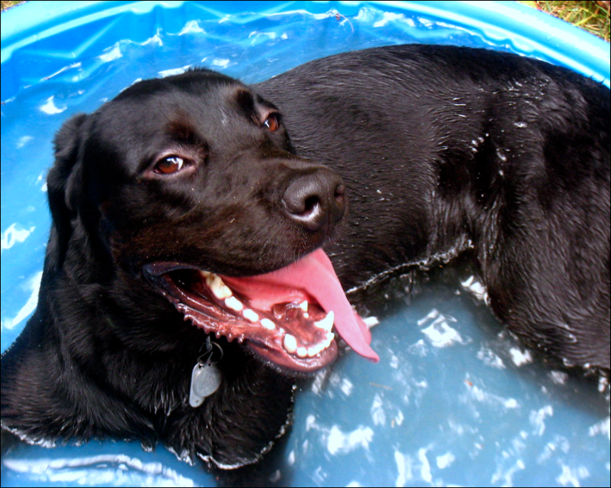 dog chilling in a pool 